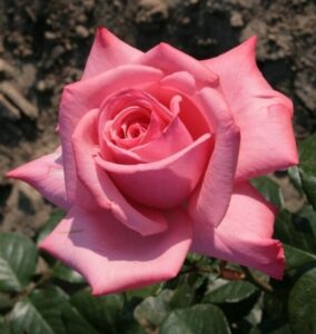 Роза чайно-гибридная Мерхен Кененген в Алагире