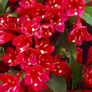 Вейгела цветущая «Ред Принц» в Алагире