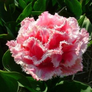Тюльпан бахромчатый Квинсленд (QUEENSLAND) в Алагире