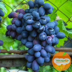 Ароматный и сладкий виноград «Августа» в Алагире