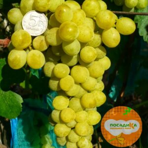 Виноград Амурский Белый (Высокоурожайный, ранний сорт) в Алагире
