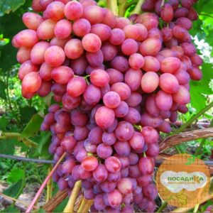 Виноград Лучистый в Алагире