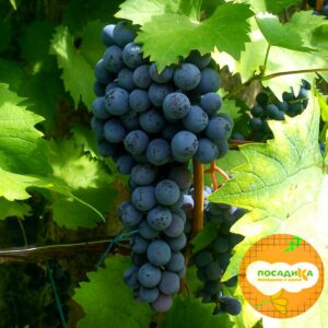 Виноград Ливадийский черный в Алагире