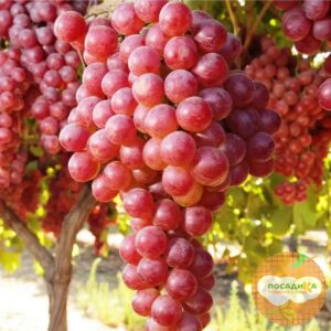 Виноград Виктория винная в Алагире