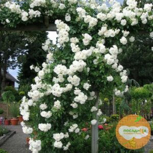Роза плетистая Белый каскад в Алагире