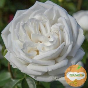 Роза Чайно-Гибридная Пьер Ардити в Алагире