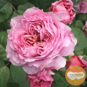 Роза Чайно-Гибридная Айсфогель в Алагире