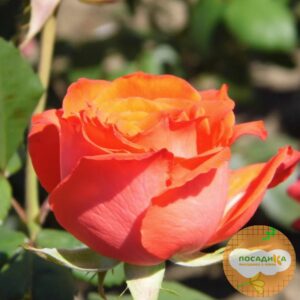 Роза Чайно-Гибридная Анжелика в Алагире